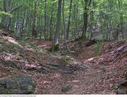 Photo Textures of Background Forest