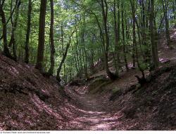 Photo Textures of Background Forest