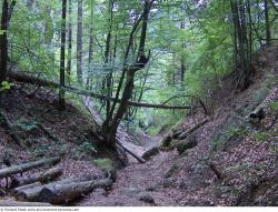 Photo Textures of Background Forest