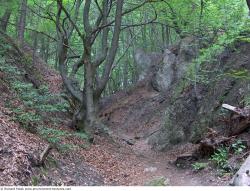 Photo Textures of Background Forest