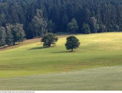 Photo Textures of Background Forest