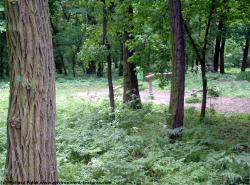 Photo Textures of Background Forest