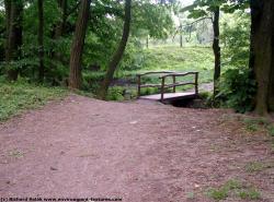 Photo Textures of Background Forest