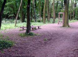 Photo Textures of Background Forest