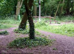 Photo Textures of Background Forest