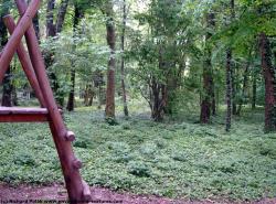 Photo Textures of Background Forest