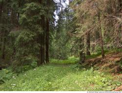 Background Forests