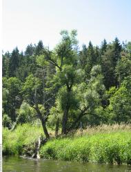 Background Forests