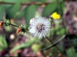 Photo Texture of Flowers