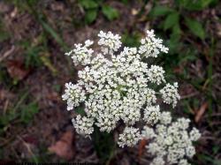 Photo Texture of Flowers