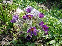 Photo Texture of Flowers