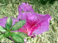 Photo Texture of Flowers