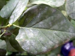 Photo Texture of Leaves