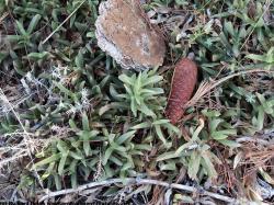 Photo Textures of Groundplants