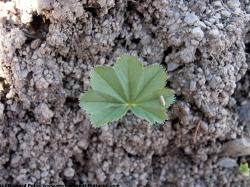 Photo Texture of Leaves