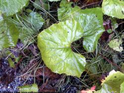 Photo Texture of Leaves