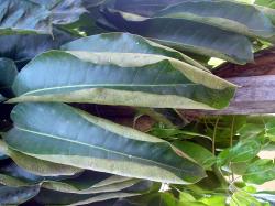 Photo Texture of Leaves