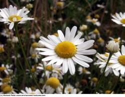 Photo Textures of Flowers