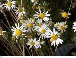 Photo Textures of Flowers