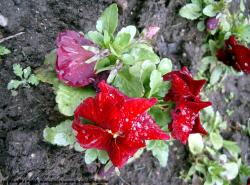 Photo Textures of Flowers