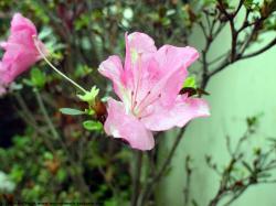 Photo Textures of Flowers