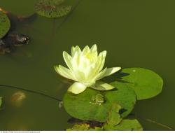 Photo Textures of Waterplants