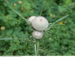 Photo Textures of Plant