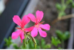 Photo Textures of Flowers