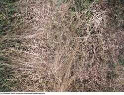 Photo Texture of Grass Dead