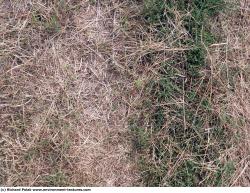 Photo Texture of Grass Dead