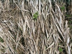 Photo Textures of Grass Dead