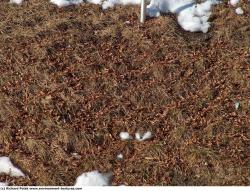 Photo Textures of Grass Dead