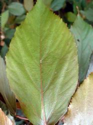 Photo Textures of Plants