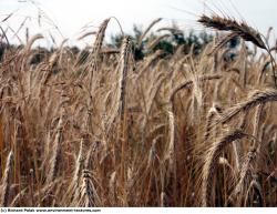 Plant Fields