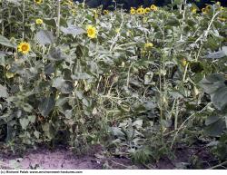 Photo Textures of Plants Fields