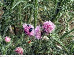 Photo Textures of Thistle