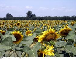 Plant Fields