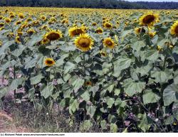 Plant Fields