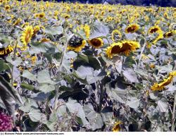 Plant Fields