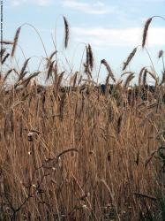 Photo Textures of Plants Fields