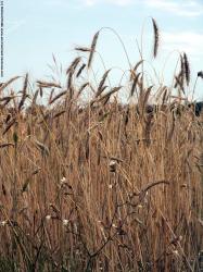 Photo Textures of Plants Fields