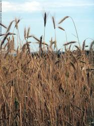 Photo Textures of Plants Fields