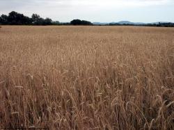 Photo Textures of Plants Fields