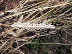 Photo Textures of Plants Fields