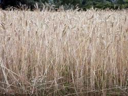 Photo Textures of Plants Fields