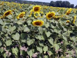 Plant Fields