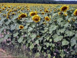 Plant Fields