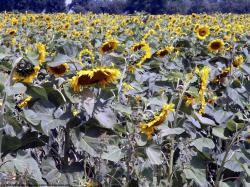 Plant Fields