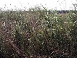 Photo Textures of Grass Tall