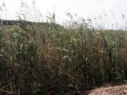 Photo Textures of Grass Tall